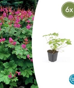 6X Geranium Macr. 'Czakor' - ↕10-25Cm - Ø9Cm