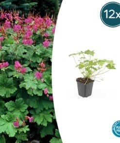 12X Geranium Macr. 'Czakor' - ↕10-25Cm - Ø9Cm