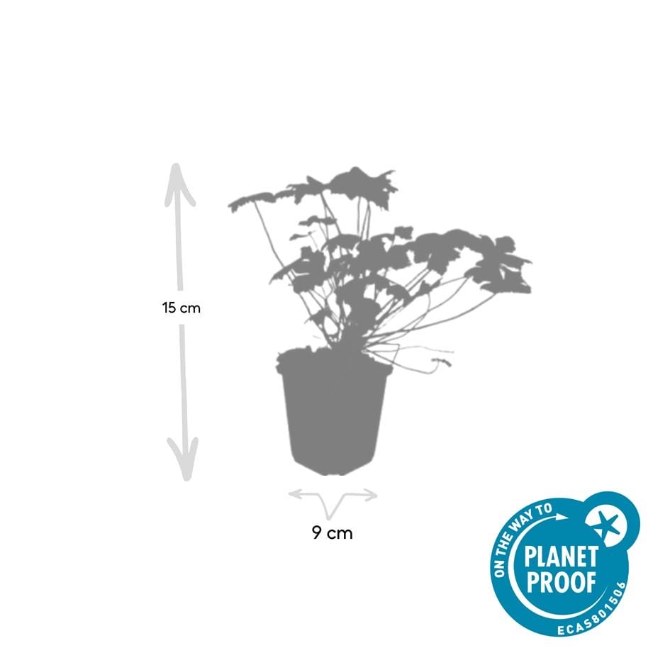 12X Geranium Macr. 'Czakor' - ↕10-25Cm - Ø9Cm - Afbeelding 3