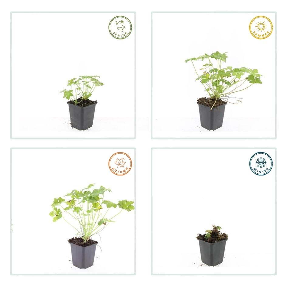 12X Geranium Macr. 'Czakor' - ↕10-25Cm - Ø9Cm - Afbeelding 4