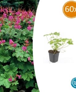60X Geranium Macr. 'Czakor' - ↕10-25Cm - Ø9Cm