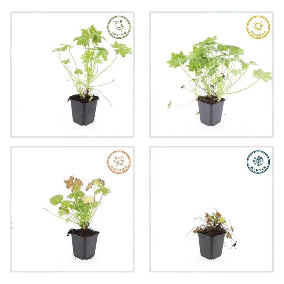 6X Geranium Macrorrhizum - ↕10-25Cm - Ø9Cm - Afbeelding 2