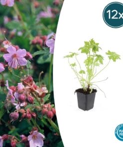 12X Geranium Macrorrhizum - ↕10-25Cm - Ø9Cm