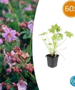 60X Geranium Macrorrhizum - ↕10-25Cm - Ø9Cm