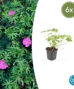 6X Geranium 'Tiny Monster' - ↕10-25Cm - Ø9Cm