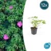 12X Geranium 'Tiny Monster' - ↕10-25Cm - Ø9Cm