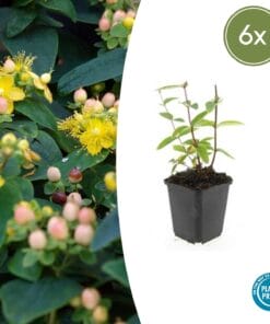 6X Hypericum Inodorum 'Annebel' - ↕10-25Cm - Ø9Cm