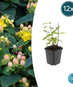 12X Hypericum Inodorum 'Annebel' - ↕10-25Cm - Ø9Cm