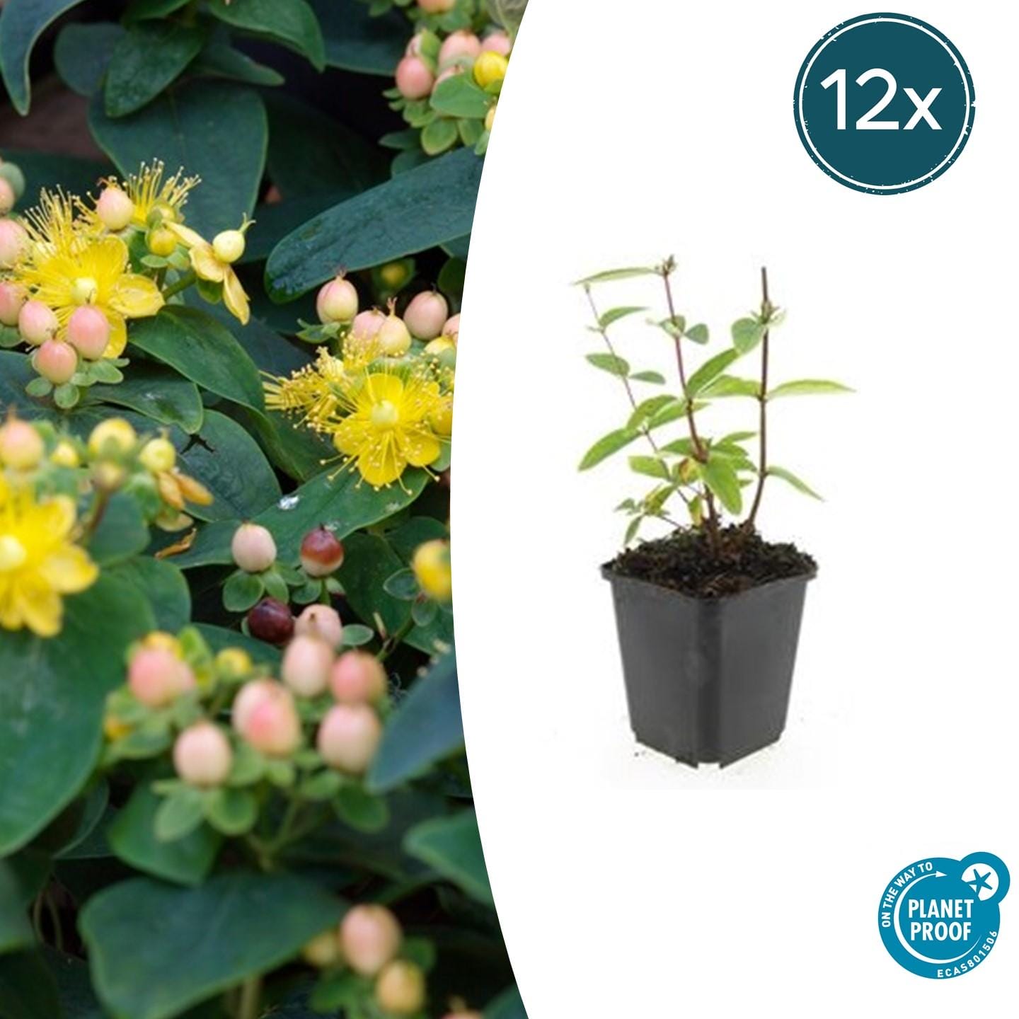12X Hypericum Inodorum 'Annebel' - ↕10-25Cm - Ø9Cm