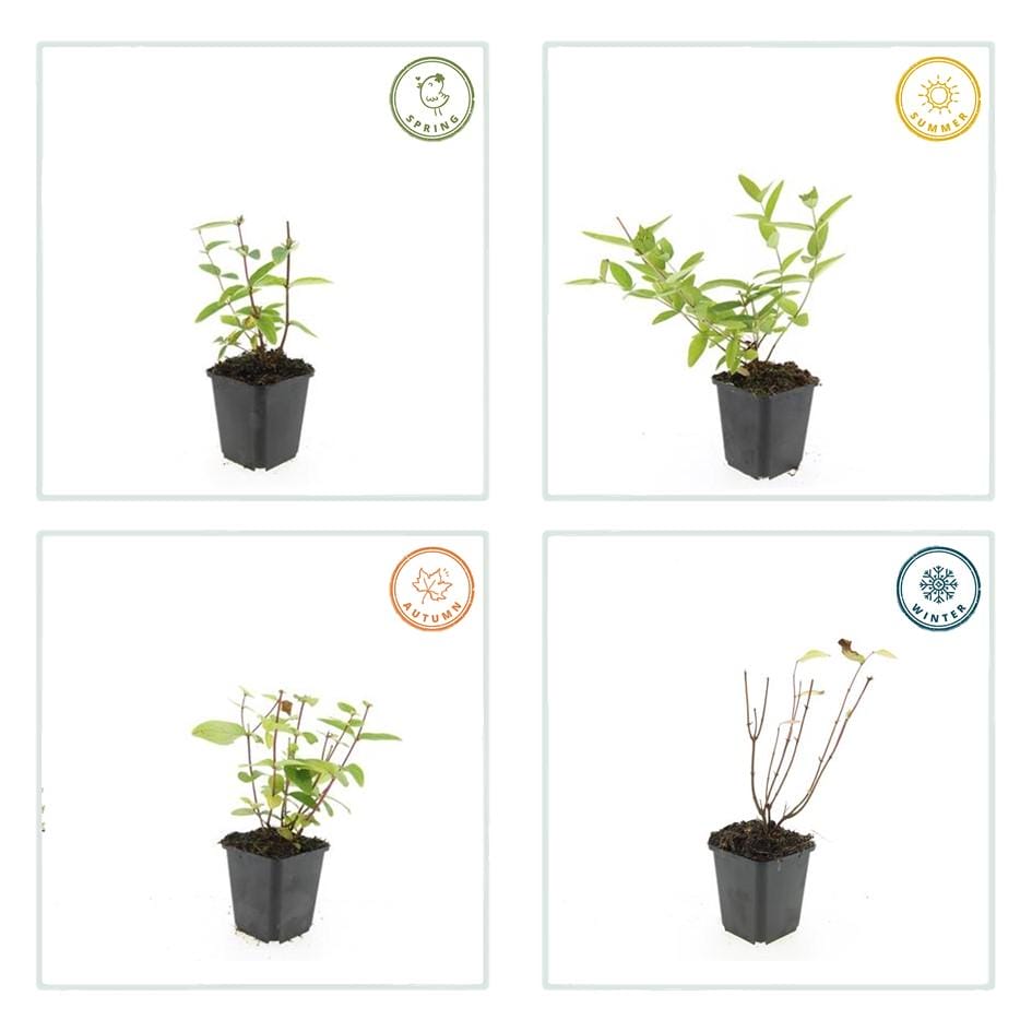 12X Hypericum Inodorum 'Annebel' - ↕10-25Cm - Ø9Cm - Afbeelding 3