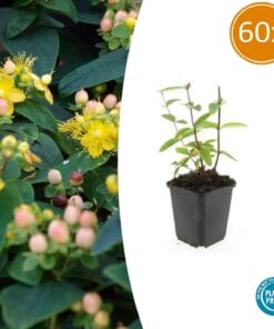 60X Hypericum Inodorum 'Annebel' - ↕10-25Cm - Ø9Cm