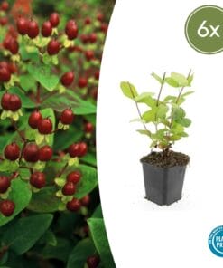 6X Hypericum Inodorum 'Beauty' - ↕10-25Cm - Ø9Cm