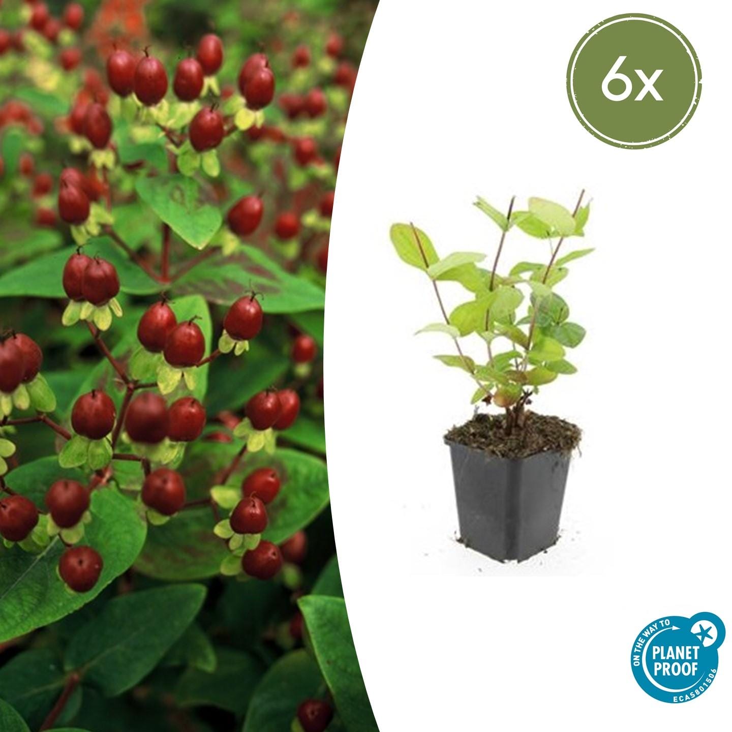 6X Hypericum Inodorum 'Beauty' - ↕10-25Cm - Ø9Cm
