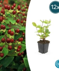 12X Hypericum Inodorum 'Beauty' - ↕10-25Cm - Ø9Cm