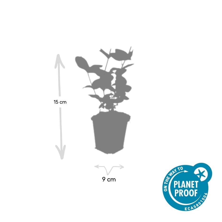 12X Hypericum Inodorum 'Beauty' - ↕10-25Cm - Ø9Cm - Afbeelding 2