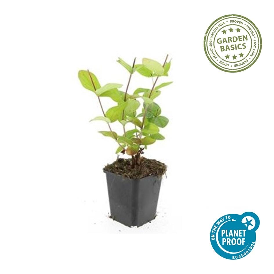 12X Hypericum Inodorum 'Beauty' - ↕10-25Cm - Ø9Cm - Afbeelding 3