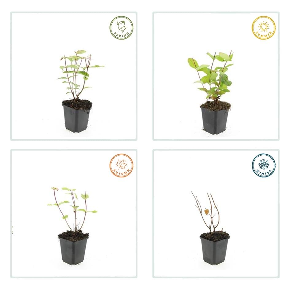 12X Hypericum Inodorum 'Beauty' - ↕10-25Cm - Ø9Cm - Afbeelding 6