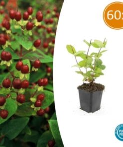 60X Hypericum Inodorum 'Beauty' - ↕10-25Cm - Ø9Cm