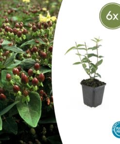 6X Hypericum Inodorum 'Rheingold' - ↕10-25Cm - Ø9Cm