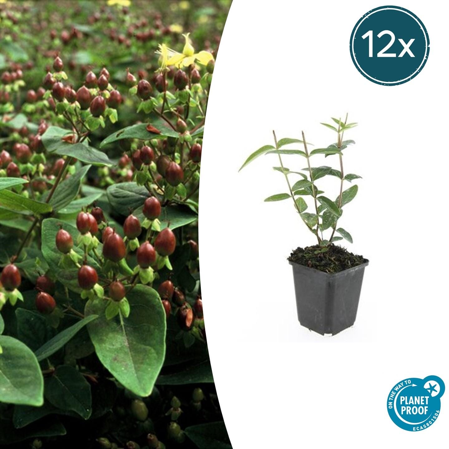 12X Hypericum Inodorum 'Rheingold' - ↕10-25Cm - Ø9Cm