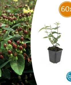 60X Hypericum Inodorum 'Rheingold' - ↕10-25Cm - Ø9Cm