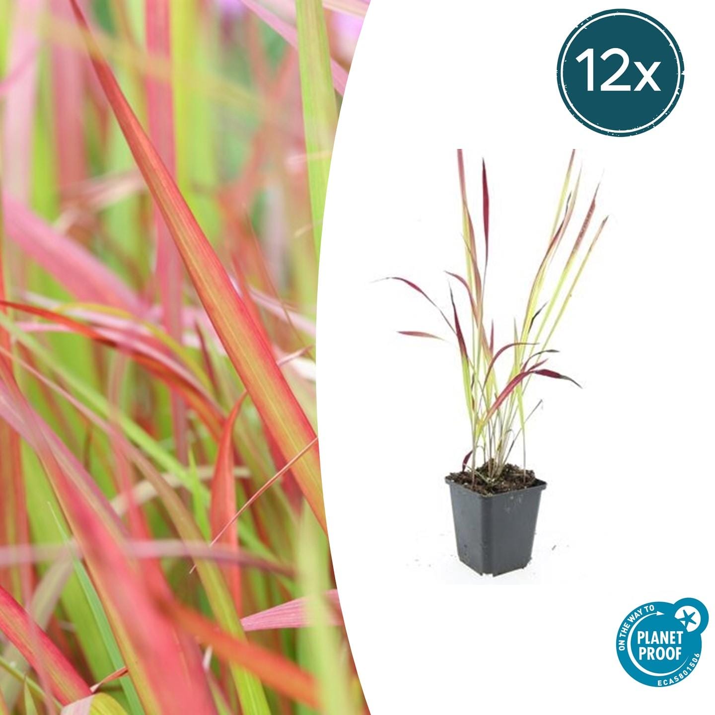12X Imperata Cylindrica 'Red Baron' - ↕10-25Cm - Ø9Cm