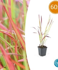 60X Imperata Cylindrica 'Red Baron' - ↕10-25Cm - Ø9Cm