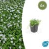 6X Isotoma Fluviatilis 'Alba'- ↕10-25Cm - Ø9Cm