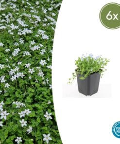 6X Isotoma Fluviatilis 'Alba'- ↕10-25Cm - Ø9Cm
