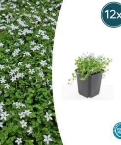 12X Isotoma Fluviatilis 'Alba'- ↕10-25Cm - Ø9Cm