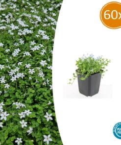 60X Isotoma Fluviatilis 'Alba'- ↕10-25Cm - Ø9Cm