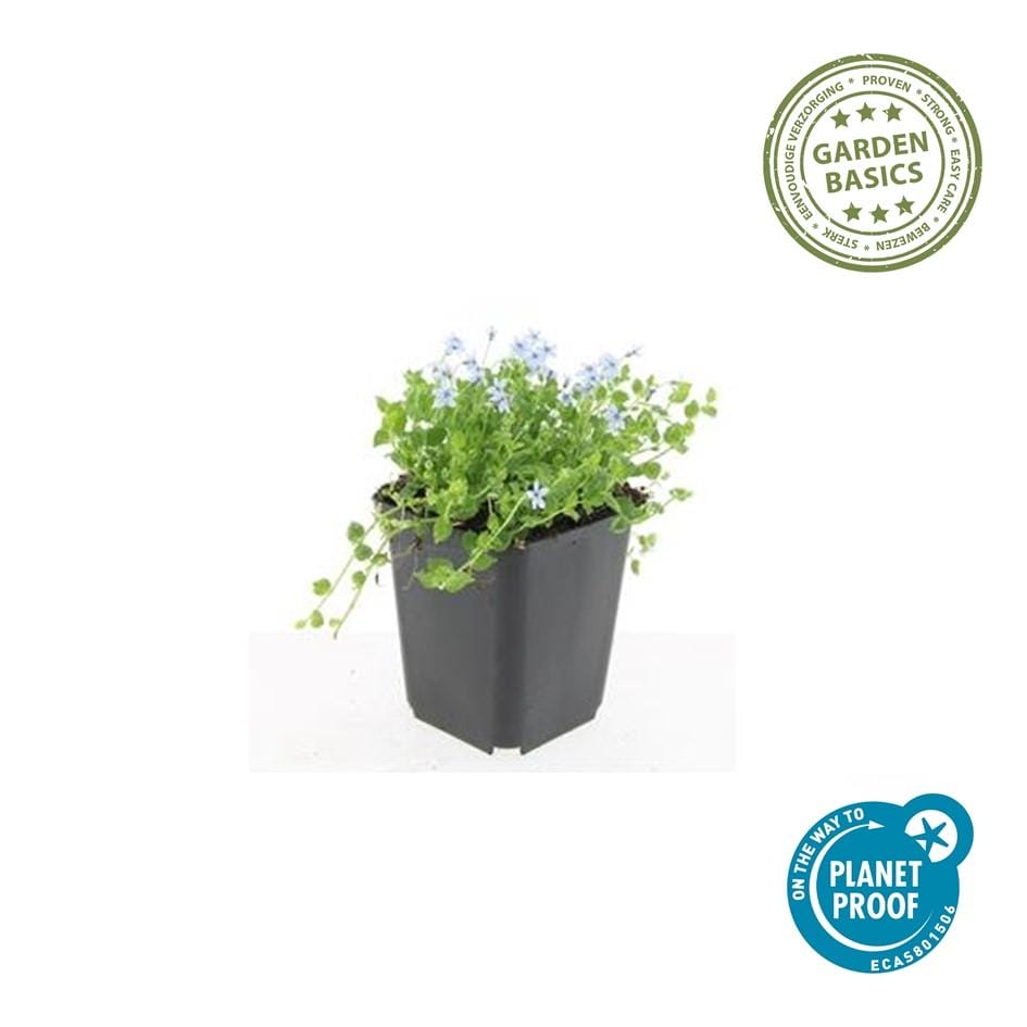 60X Isotoma Fluviatilis 'Alba'- ↕10-25Cm - Ø9Cm - Afbeelding 2