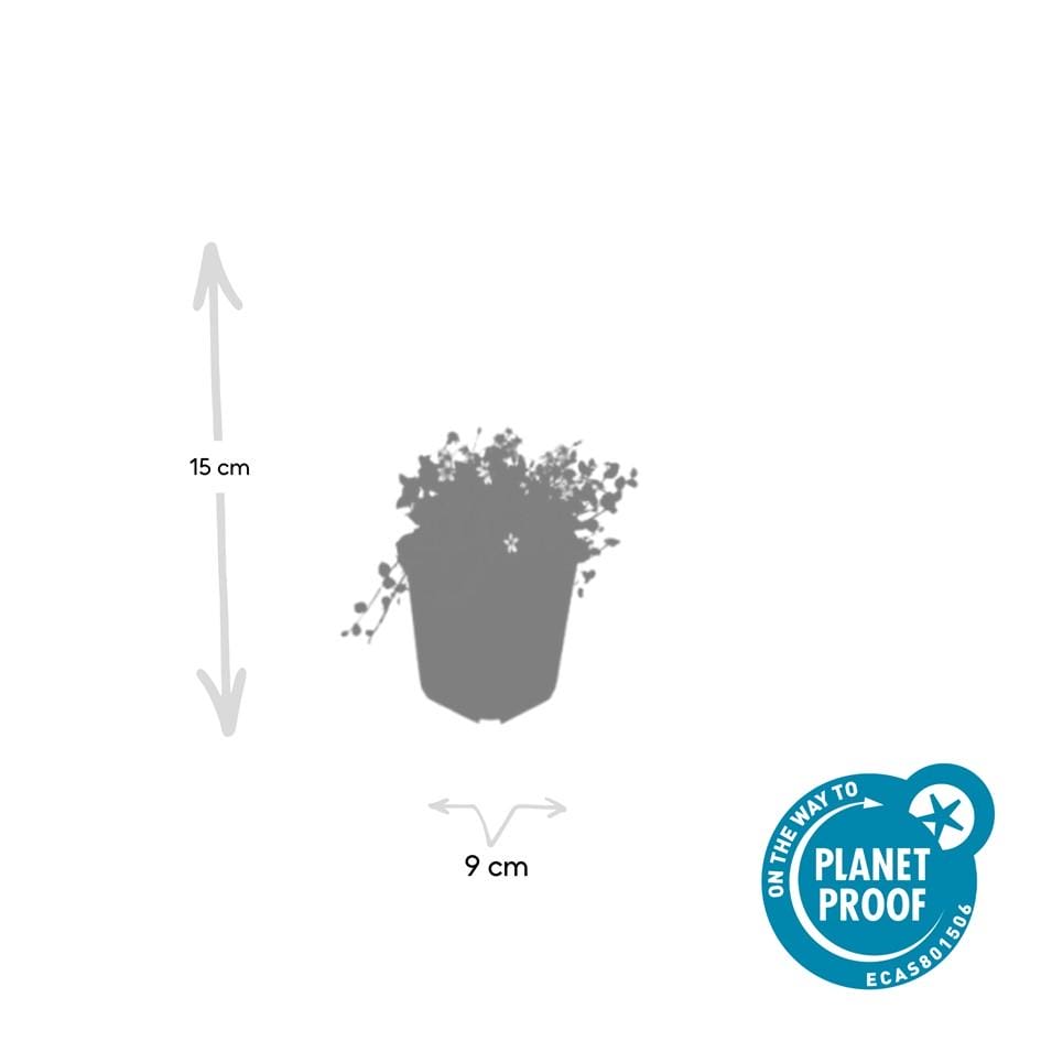 60X Isotoma Fluviatilis 'Alba'- ↕10-25Cm - Ø9Cm - Afbeelding 3