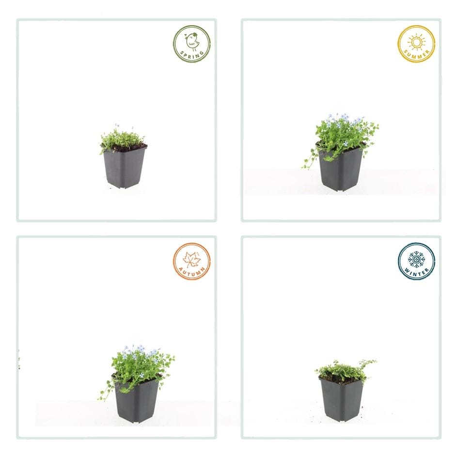 60X Isotoma Fluviatilis 'Alba'- ↕10-25Cm - Ø9Cm - Afbeelding 4