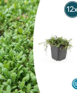 12X Leptinella Squalida - ↕10-25Cm - Ø9Cm