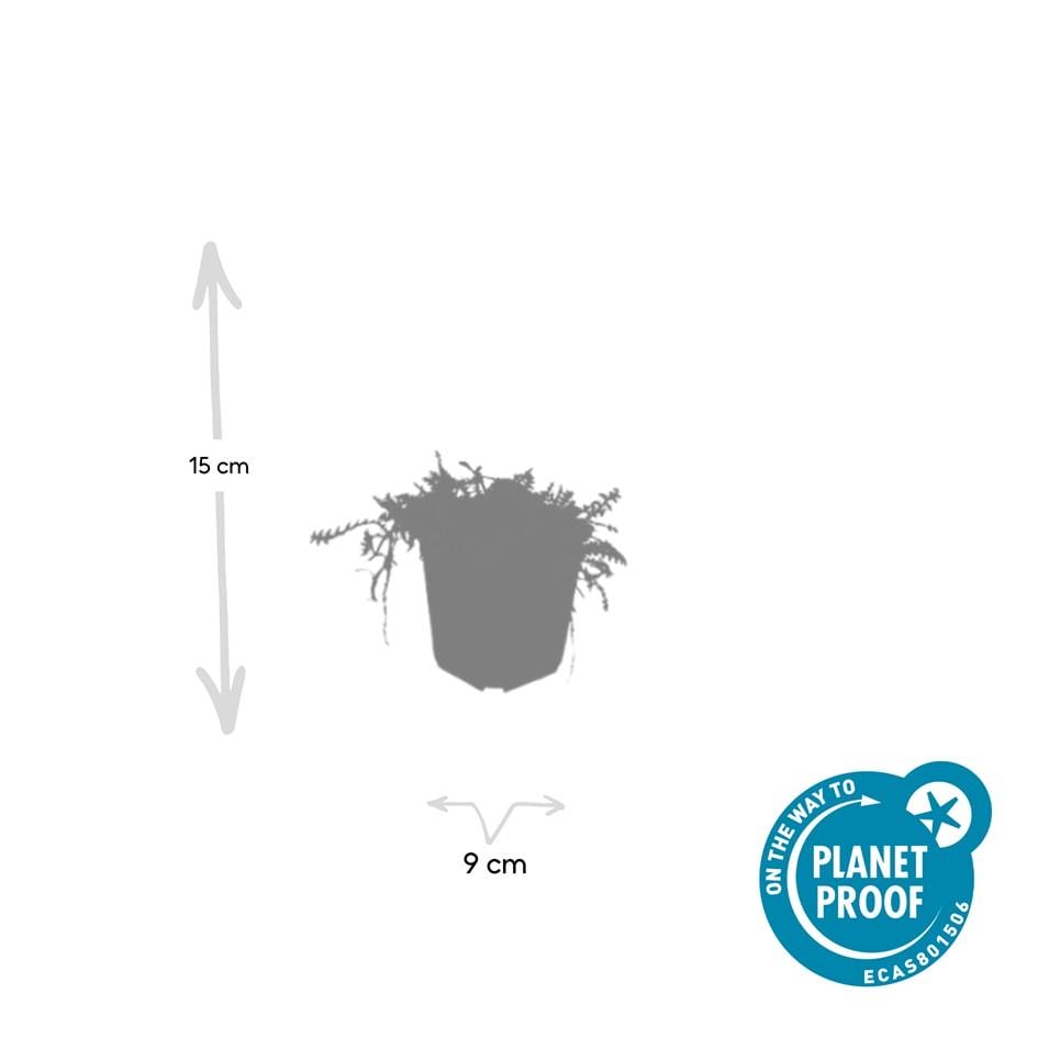 12X Leptinella Squalida - ↕10-25Cm - Ø9Cm - Afbeelding 6
