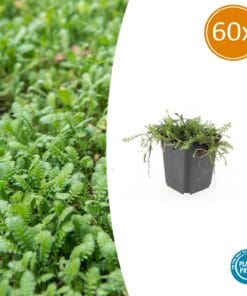 60X Leptinella Squalida - ↕10-25Cm - Ø9Cm