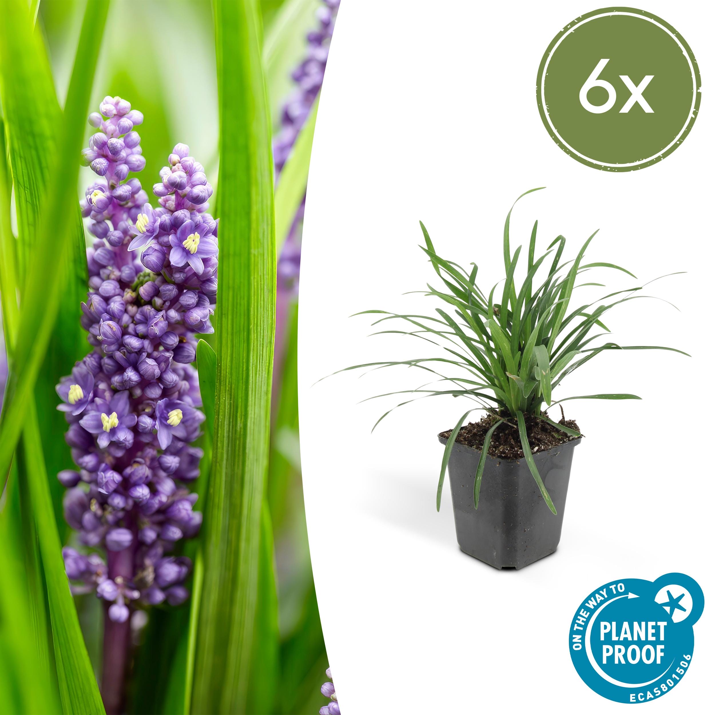 6X Liriope Muscari 'Moneymaker' - ↕10-25Cm - Ø9Cm - Afbeelding 6