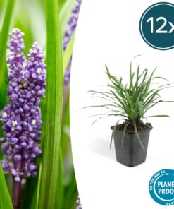 12X Liriope Muscari 'Moneymaker' - ↕10-25Cm - Ø9Cm