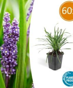 60X Liriope Muscari 'Moneymaker' - ↕10-25Cm - Ø9Cm