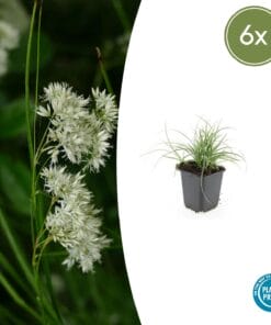 6X Luzula Nivea - ↕10-25Cm - Ø9Cm