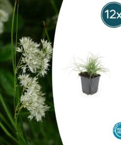 12X Luzula Nivea - ↕10-25Cm - Ø9Cm