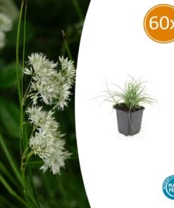 60X Luzula Nivea - ↕10-25Cm - Ø9Cm