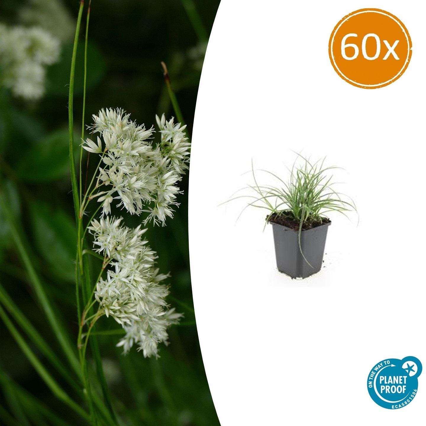 60X Luzula Nivea - ↕10-25Cm - Ø9Cm