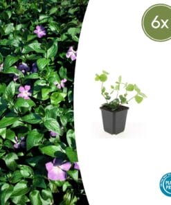 6X Vinca Major - ↕10-25Cm - Ø9Cm