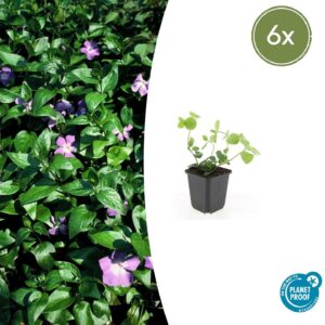 6X Vinca Major - ↕10-25Cm - Ø9Cm