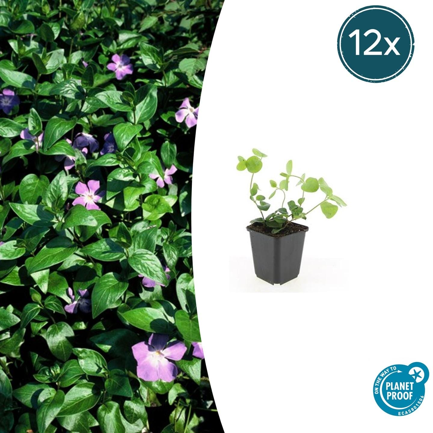 12X Vinca Major - ↕10-25Cm - Ø9Cm