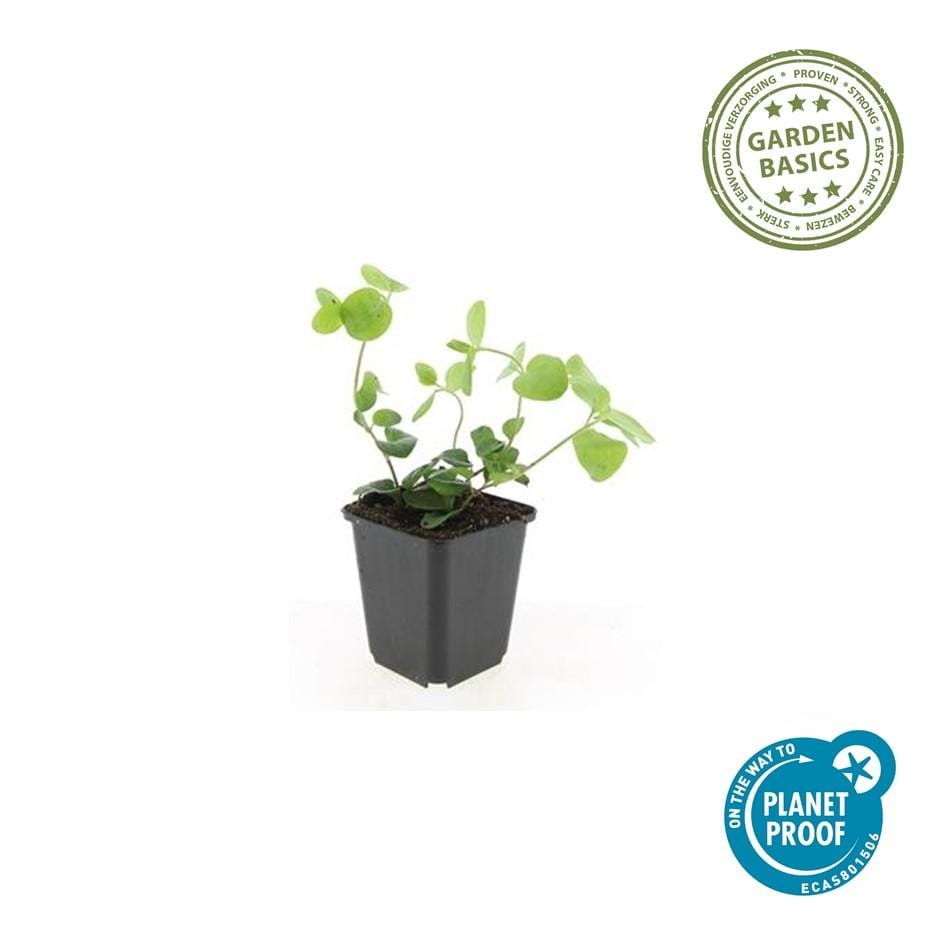 12X Vinca Major - ↕10-25Cm - Ø9Cm - Afbeelding 2