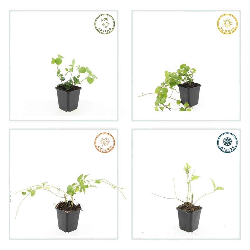 12X Vinca Major - ↕10-25Cm - Ø9Cm - Afbeelding 3