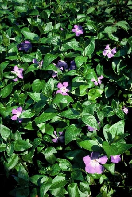 12X Vinca Major - ↕10-25Cm - Ø9Cm - Afbeelding 4